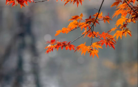 李清照写在秋天的诗词，美到极致！