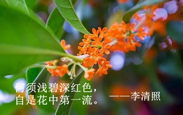 李清照在青州隐居和晚年病中写的两首桂花词，婉约动人，各有千秋