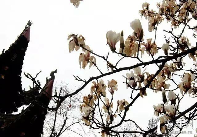 李清照这首《残花》,读来令人感慨万千,通篇描写得更