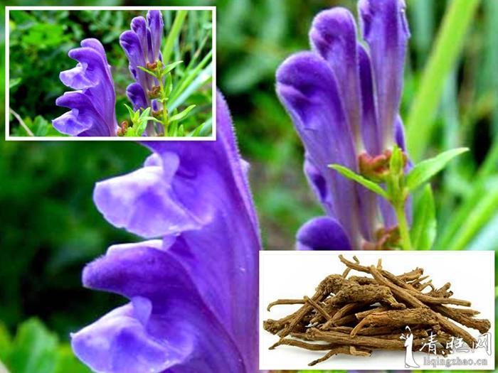 黄芩/网络图片/清照网